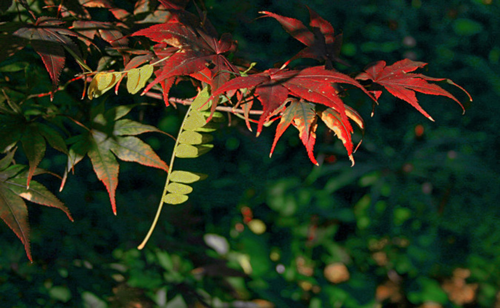 japanese maple leaf. Fallen Leaf and Japanese Maple