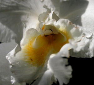 White Orchid - Detail